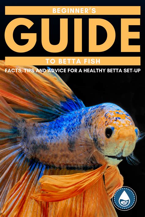 Betta Fish: Care, Facts, Diet, Breeding, &  .
